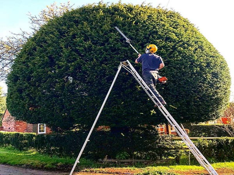 tree-surgeons-harborne