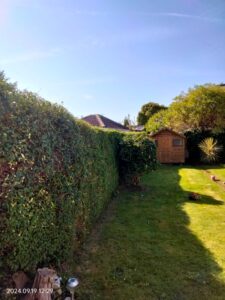 After Hedge Trimming